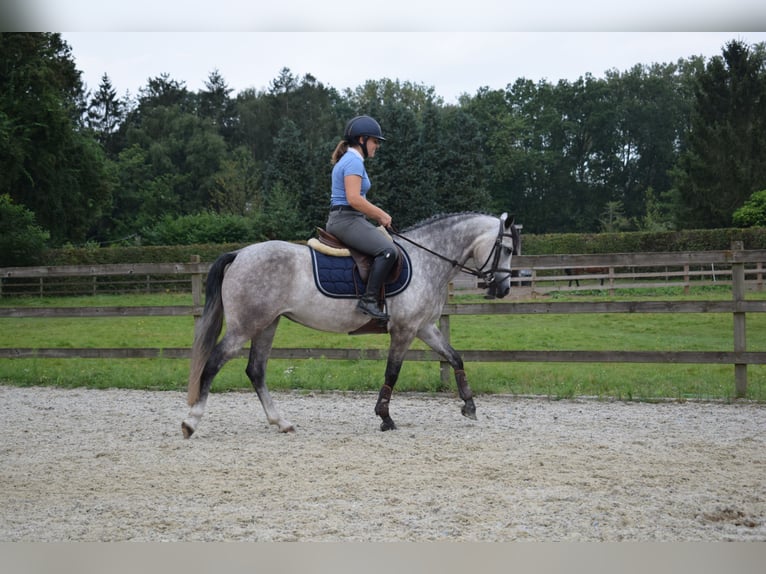 Belgian Riding Pony Mare 4 years 13,3 hh Gray in Baal