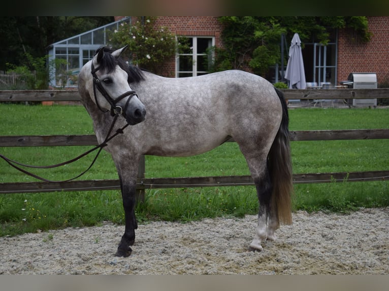 Belgian Riding Pony Mare 4 years 13,3 hh Gray in Baal