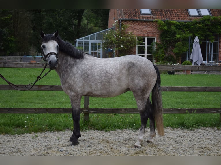 Belgian Riding Pony Mare 4 years 13,3 hh Gray in Baal