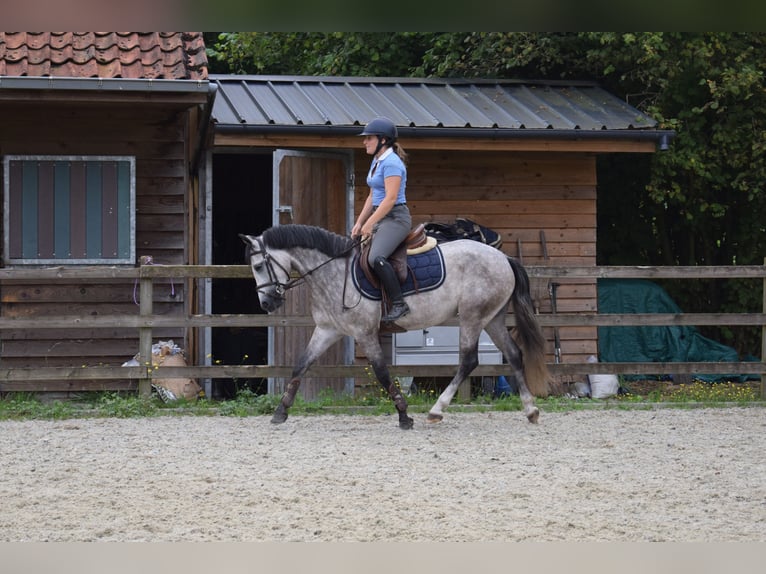 Belgian Riding Pony Mare 4 years 13,3 hh Gray in Baal