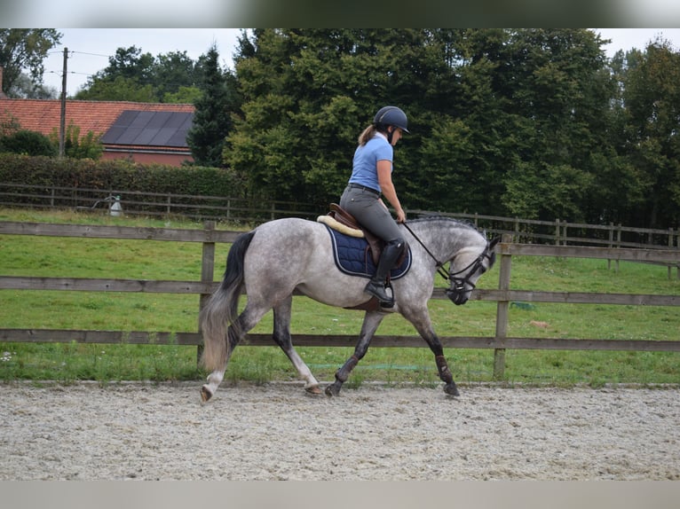 Belgian Riding Pony Mare 4 years 13,3 hh Gray in Baal