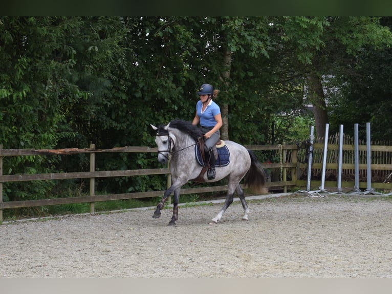 Belgian Riding Pony Mare 4 years 13,3 hh Gray in Baal