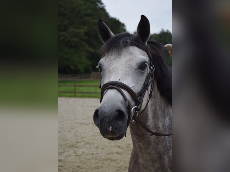 Belgian Riding Pony Mare 4 years 13,3 hh Gray in Baal