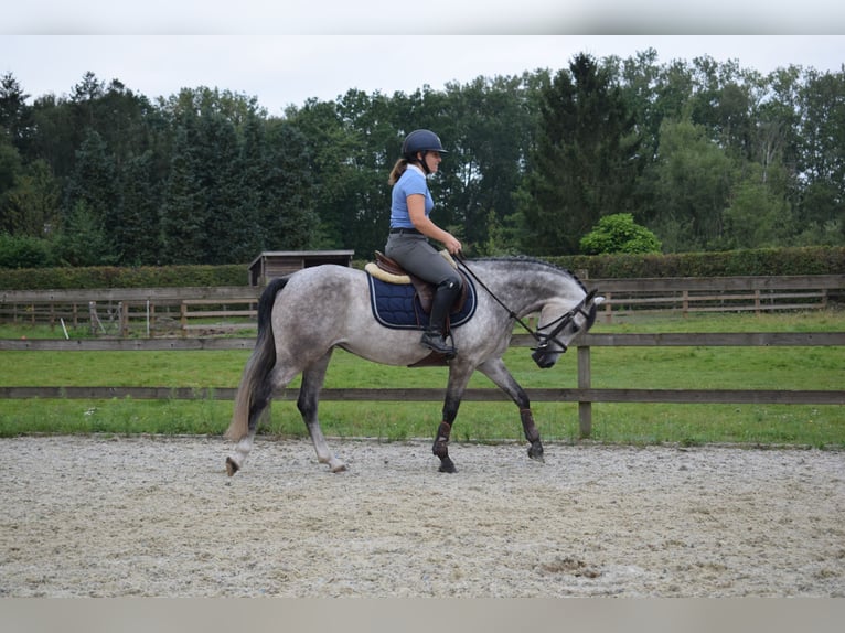 Belgian Riding Pony Mare 4 years 13,3 hh Gray in Baal