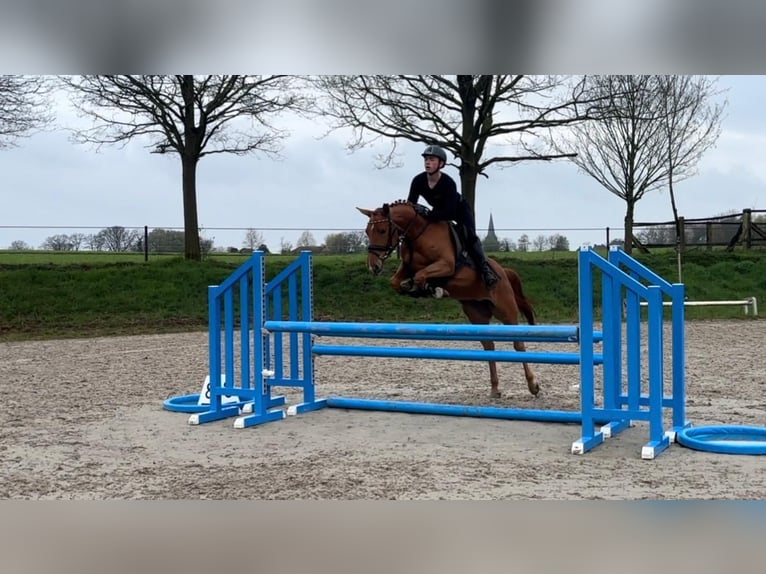 Belgian Riding Pony Mare 4 years 14.1 hh Chestnut-Red in NettetalNettetal