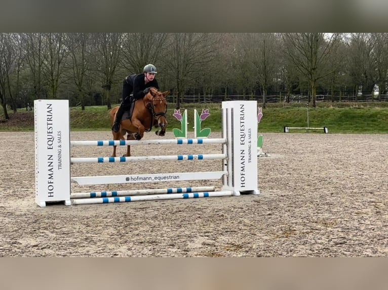 Belgian Riding Pony Mare 4 years 14,1 hh Chestnut-Red in NettetalNettetal