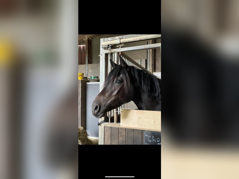 Belgian Riding Pony Mare 4 years 14,2 hh Black in Lindlar
