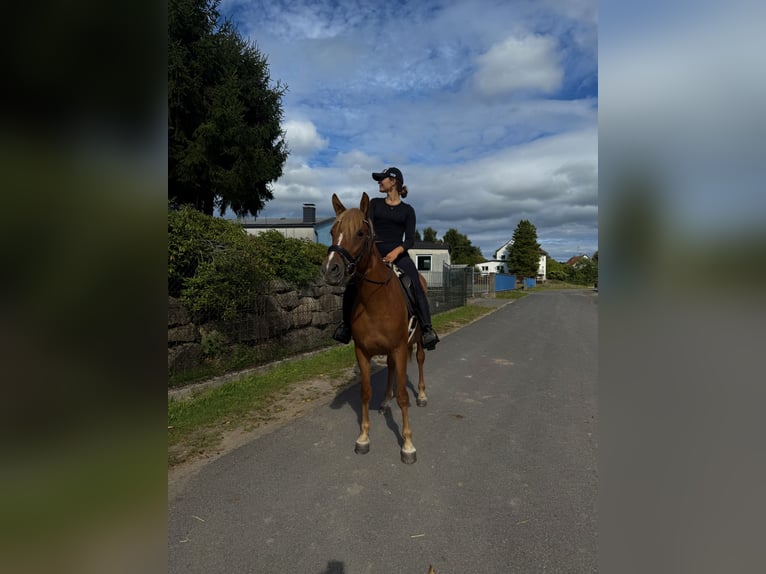 Belgian Riding Pony Mare 4 years 14,3 hh Chestnut-Red in FliedenFlieden