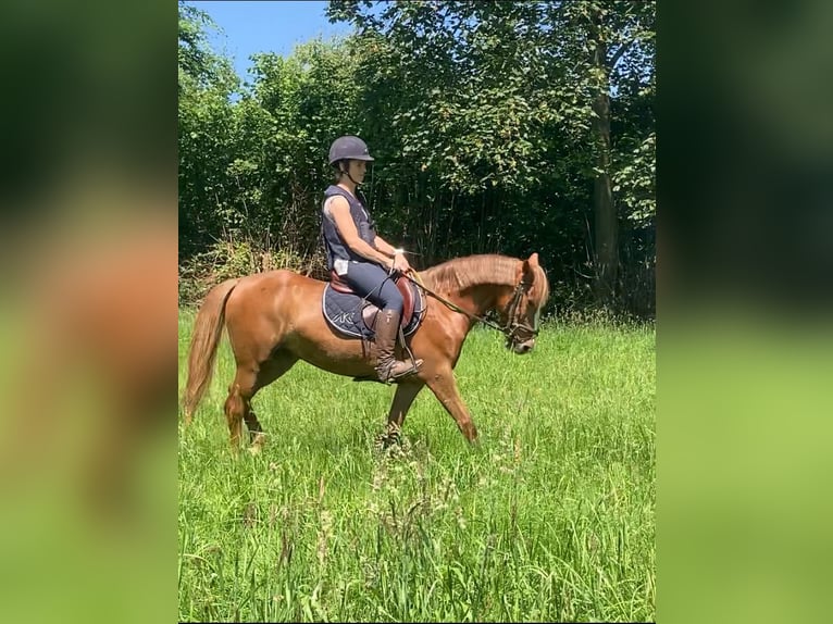 Belgian Riding Pony Mare 5 years 13,2 hh Brown-Light in Trooz