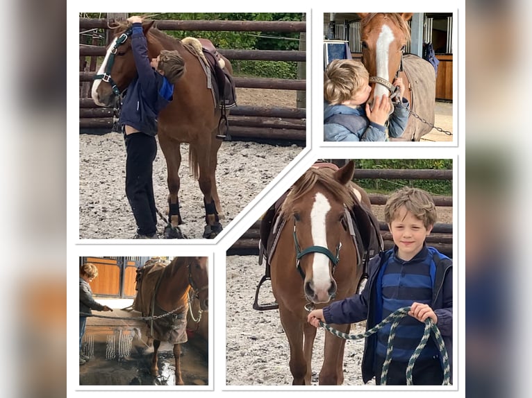 Belgian Riding Pony Mare 5 years 13,2 hh Brown-Light in Trooz