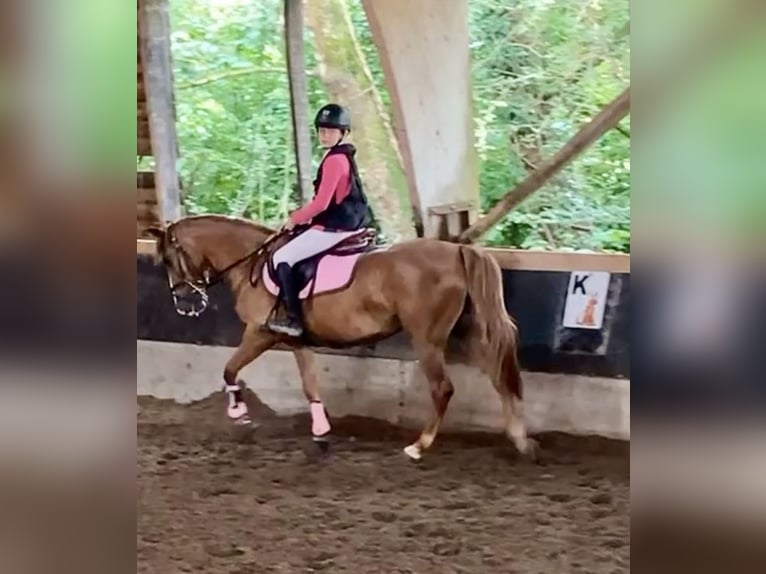 Belgian Riding Pony Mare 5 years 13,2 hh Brown-Light in Trooz