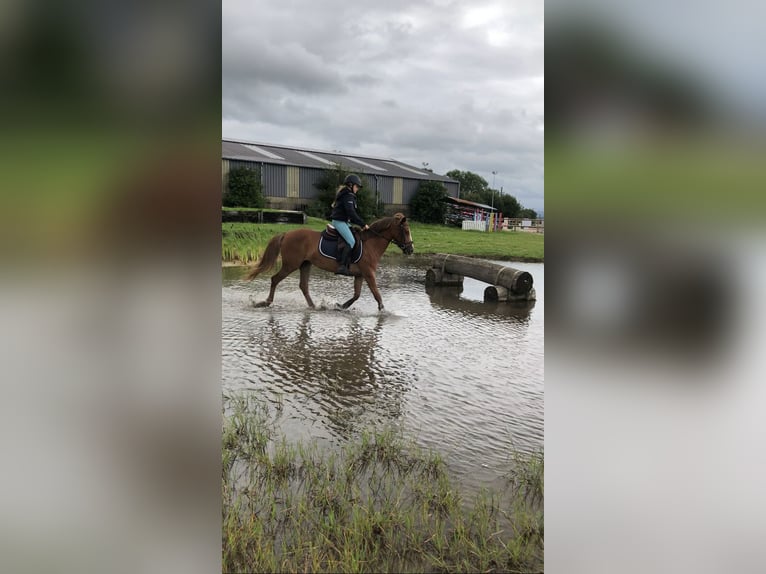 Belgian Riding Pony Mare 5 years 13,2 hh Brown-Light in Trooz