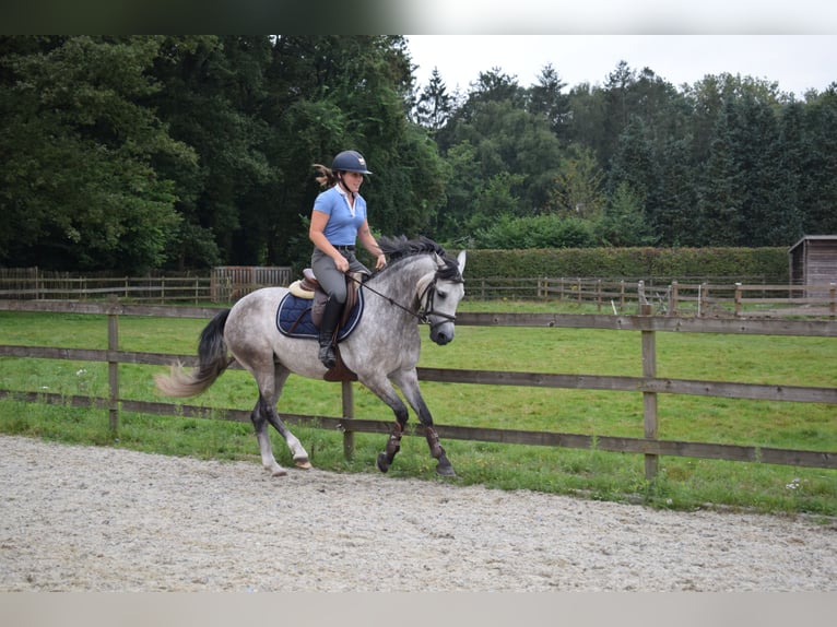 Belgian Riding Pony Mare 5 years 13,3 hh Gray in Baal