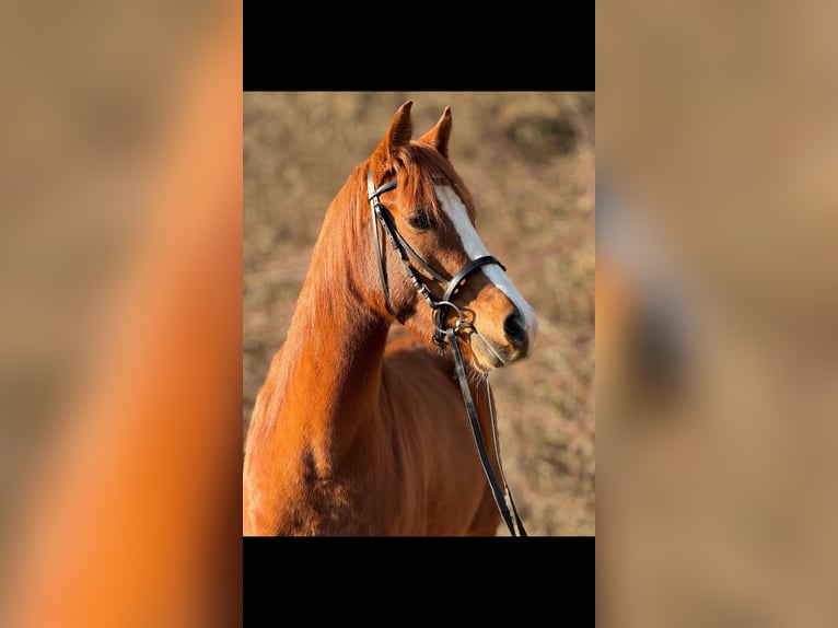 Belgian Riding Pony Mare 5 years 14,1 hh Chestnut-Red in Saarbrücken