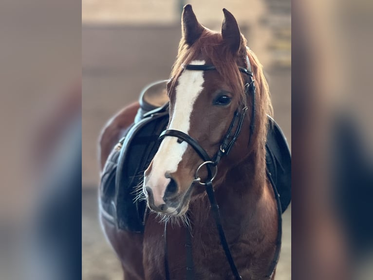 Belgian Riding Pony Mare 5 years 14,1 hh Chestnut-Red in Saarbrücken