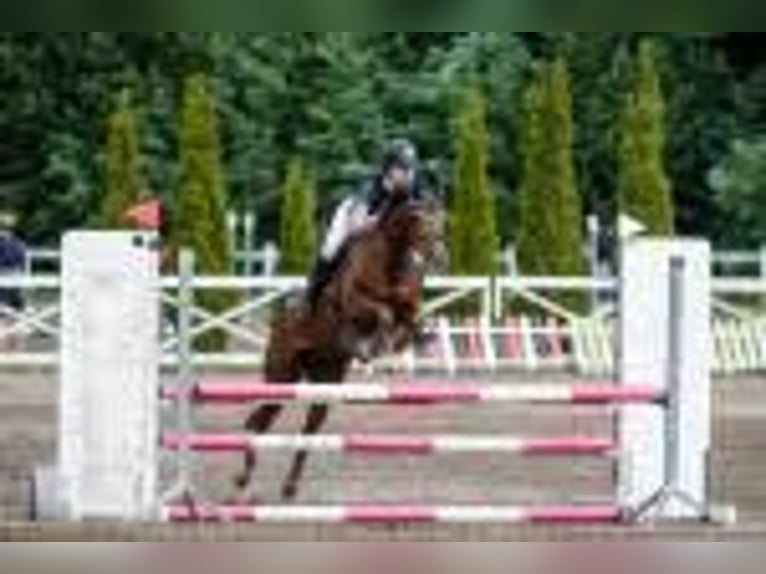 Belgian Riding Pony Mare 5 years 14.1 hh Chestnut-Red in Kaulille