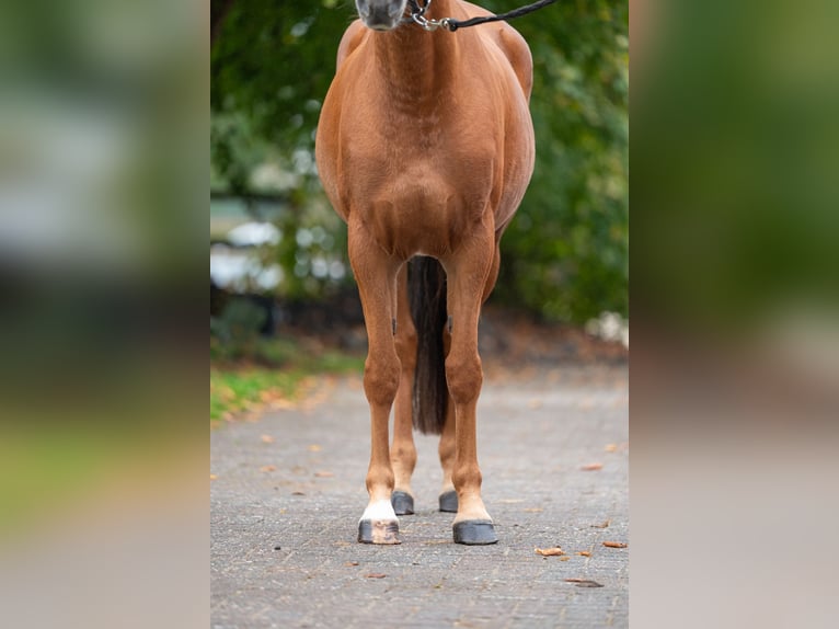 Belgian Riding Pony Mare 5 years 14.1 hh Chestnut-Red in Kaulille