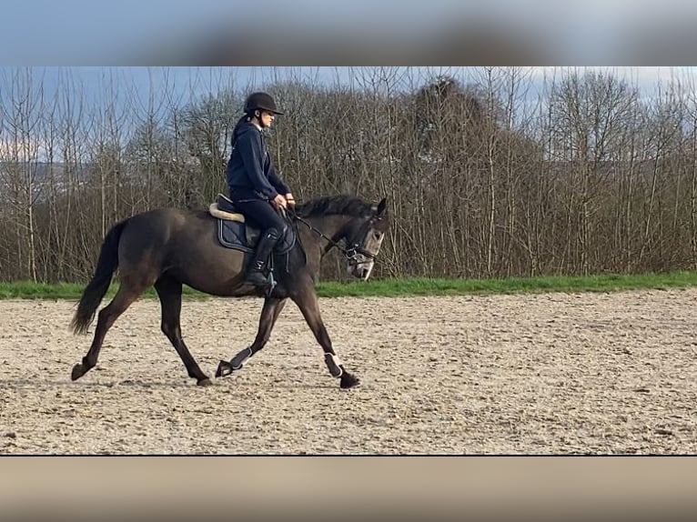 Belgian Riding Pony Mare 5 years 14,1 hh Gray in Trooz