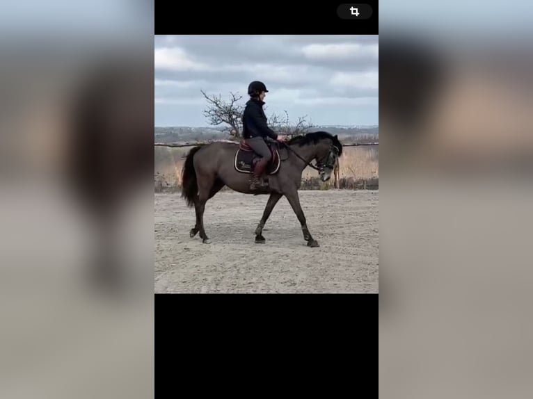 Belgian Riding Pony Mare 5 years 14,1 hh Gray in Trooz