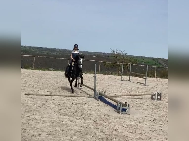 Belgian Riding Pony Mare 5 years 14,1 hh Gray in Trooz