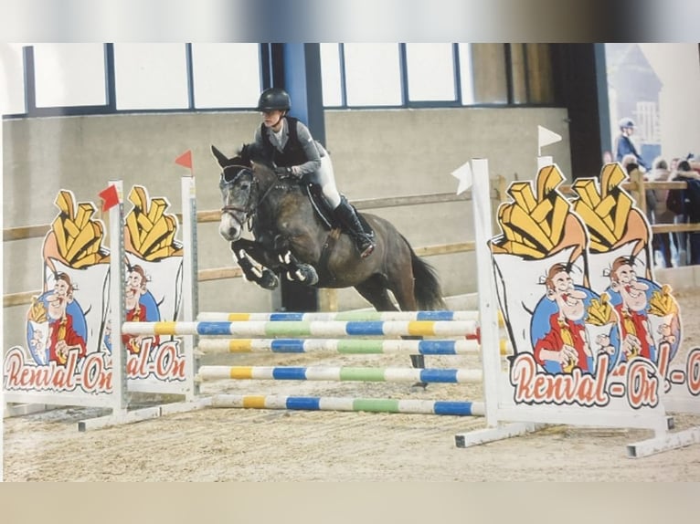 Belgian Riding Pony Mare 5 years 14,1 hh Gray in Trooz