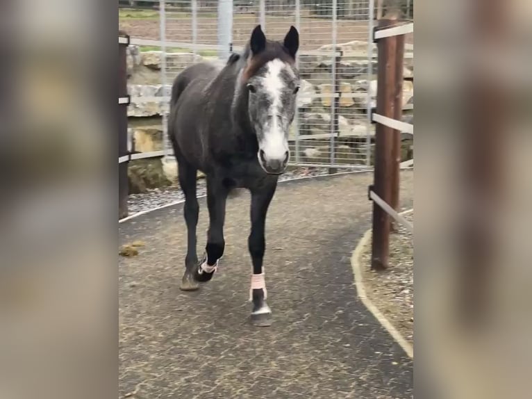 Belgian Riding Pony Mare 5 years 14,1 hh Gray in Trooz