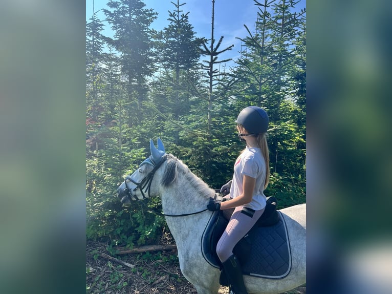 Belgian Riding Pony Mare 6 years 13,2 hh Gray-Blue-Tan in Remagen