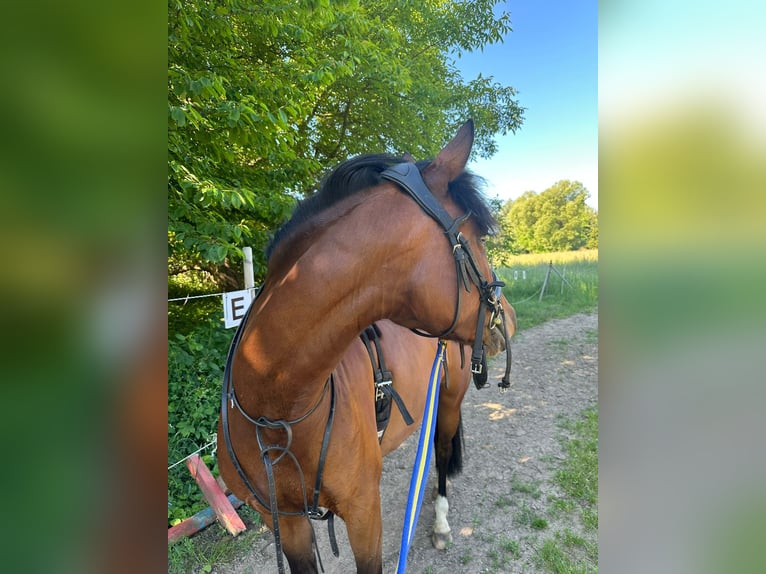 Belgian Riding Pony Mare 6 years 13.3 hh Brown in Bruchsal