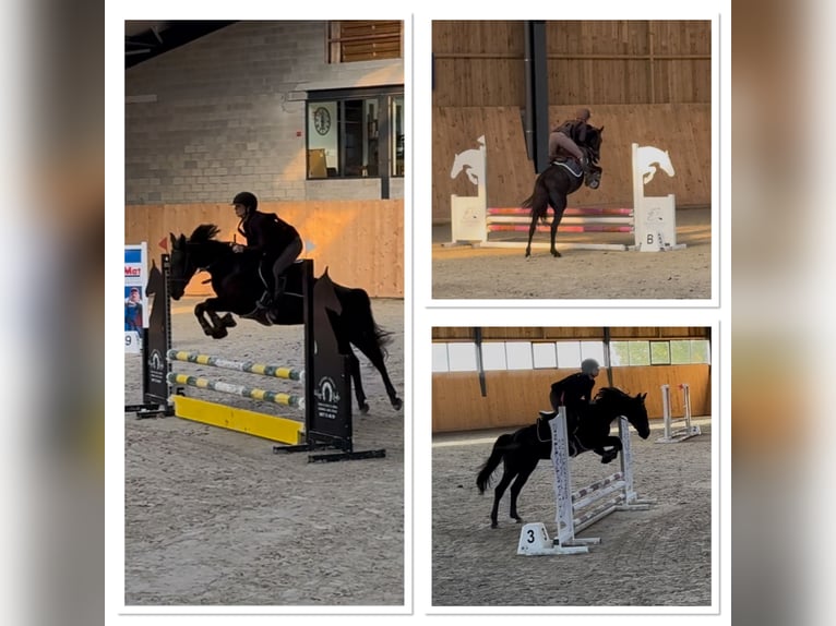 Belgian Riding Pony Mare 6 years 14,1 hh Black in Li&#xE8;ge