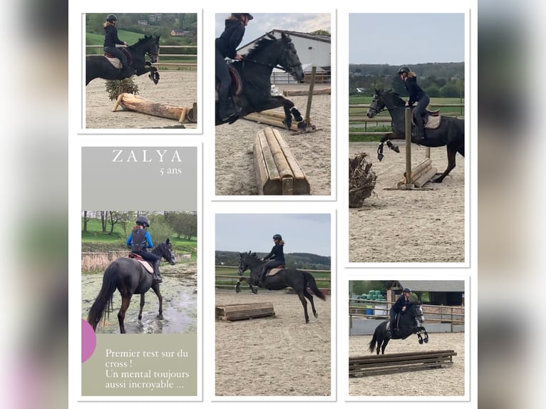 Belgian Riding Pony Mare 6 years 14,1 hh Gray in Trooz