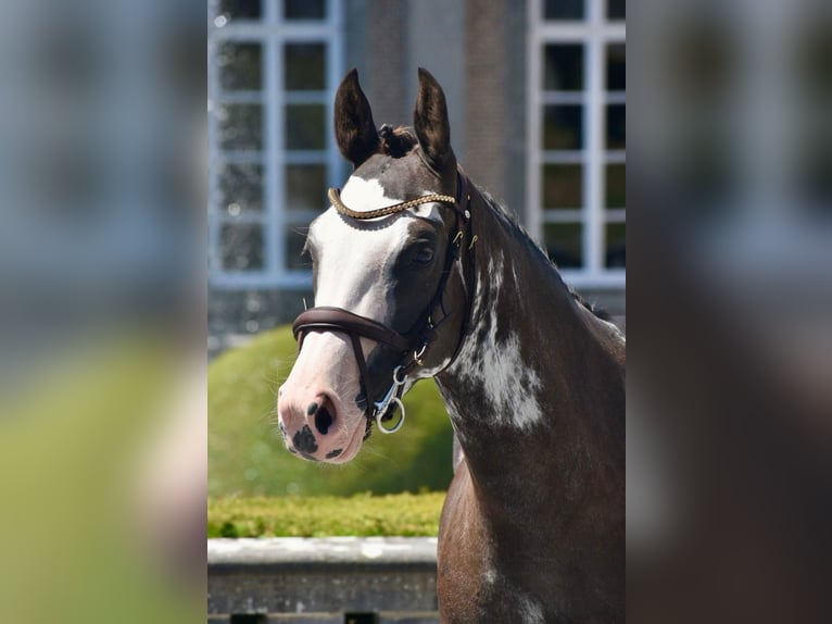 Belgian Riding Pony Mare 6 years 14.2 hh Pinto in 1242 satigny
