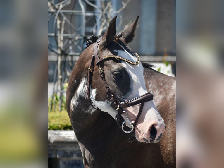 Belgian Riding Pony Mare 6 years 14.2 hh Pinto in 1242 satigny