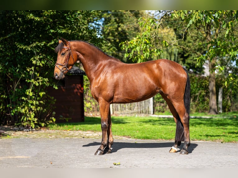 Belgian Riding Pony Mare 6 years 14,2 hh Brown in GROTE-BROGEL