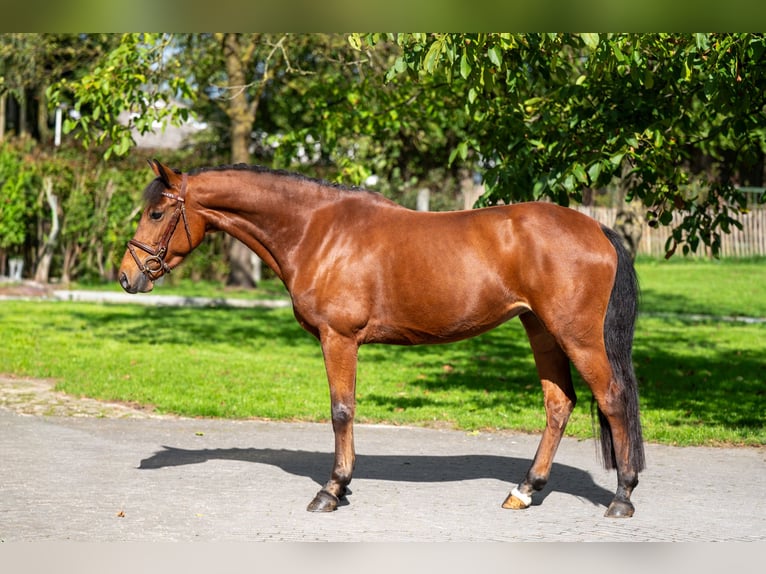 Belgian Riding Pony Mare 6 years 14,2 hh Brown in GROTE-BROGEL