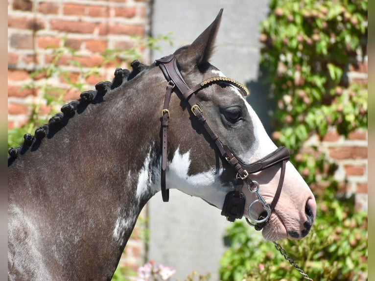 Belgian Riding Pony Mare 6 years 14,2 hh Pinto in 1242 satigny