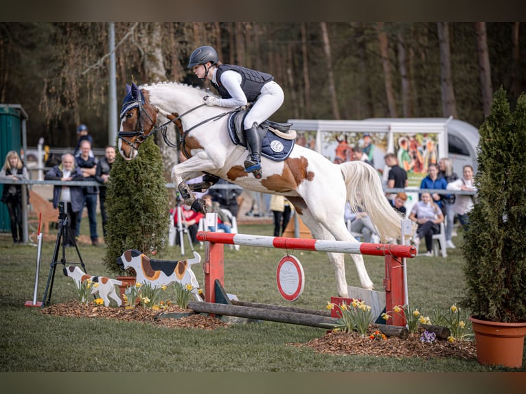 Belgian Riding Pony Mare 6 years 15,1 hh Pinto in Brakel