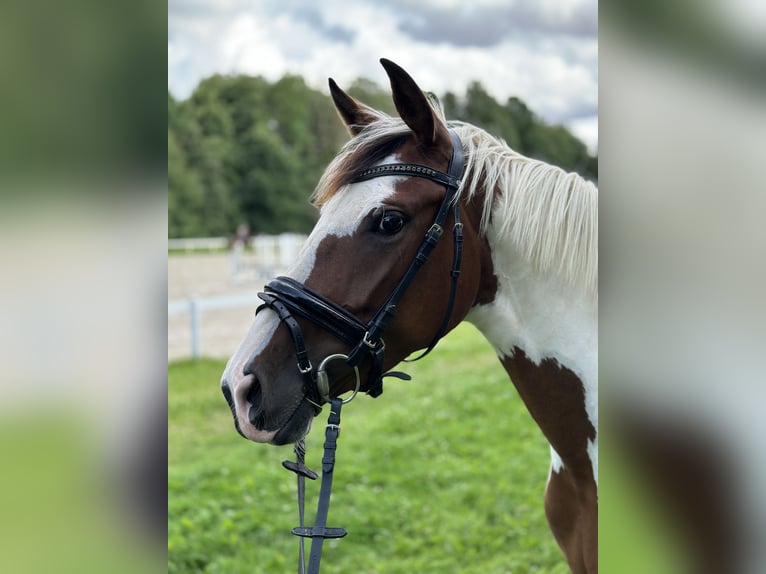 Belgian Riding Pony Mare 6 years 15,1 hh Pinto in Brakel