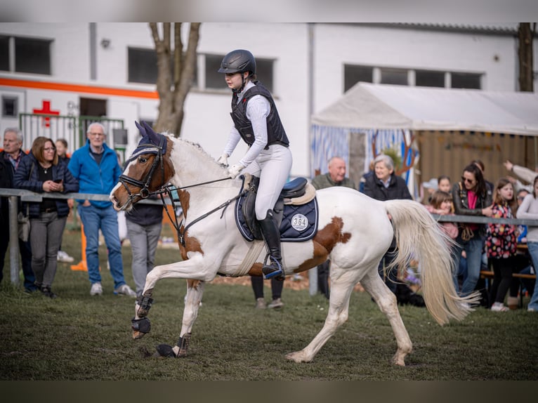 Belgian Riding Pony Mare 6 years 15,1 hh Pinto in Brakel