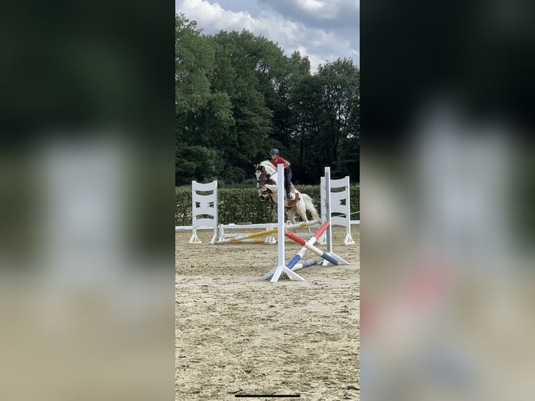 Belgian Riding Pony Mare 6 years 15,1 hh Pinto in Brakel
