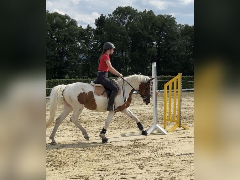 Belgian Riding Pony Mare 6 years 15,1 hh Pinto in Brakel