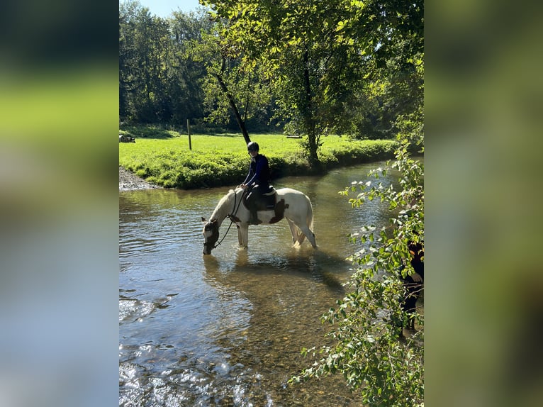 Belgian Riding Pony Mare 6 years 15,1 hh Pinto in Brakel