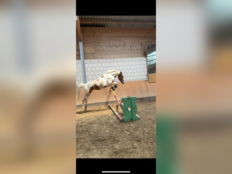 Belgian Riding Pony Mare 6 years 15,1 hh Pinto in Brakel