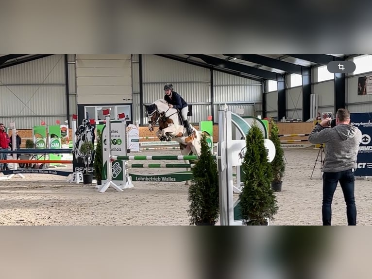 Belgian Riding Pony Mare 6 years 15,1 hh Pinto in Brakel