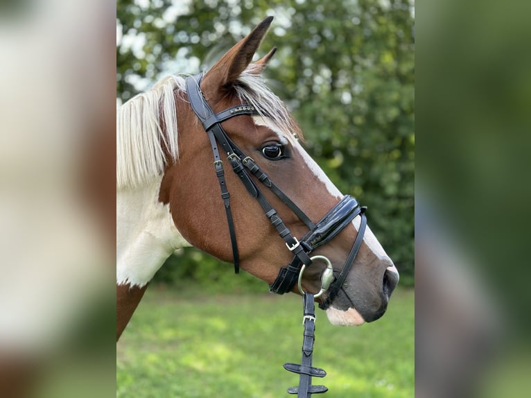 Belgian Riding Pony Mare 6 years 15,1 hh Pinto in Brakel