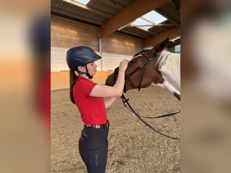 Belgian Riding Pony Mare 6 years 15,1 hh Pinto in Brakel