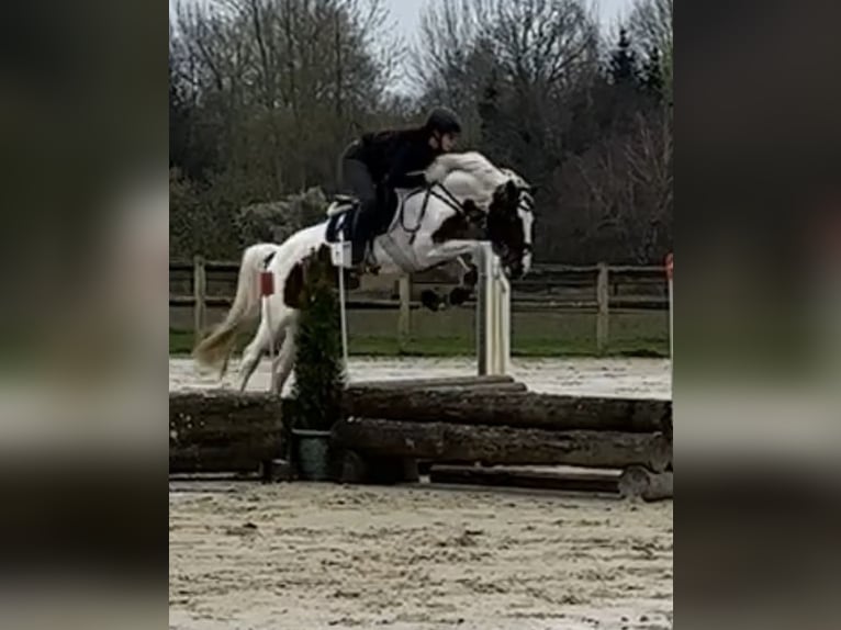 Belgian Riding Pony Mare 6 years 15,1 hh Pinto in Brakel