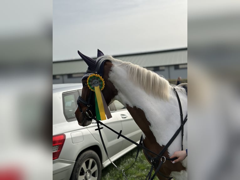 Belgian Riding Pony Mare 6 years 15,1 hh Pinto in Brakel