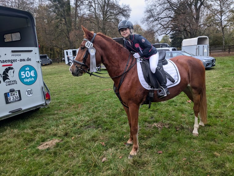 Belgian Riding Pony Mare 7 years 13,3 hh Chestnut-Red in Zülpich