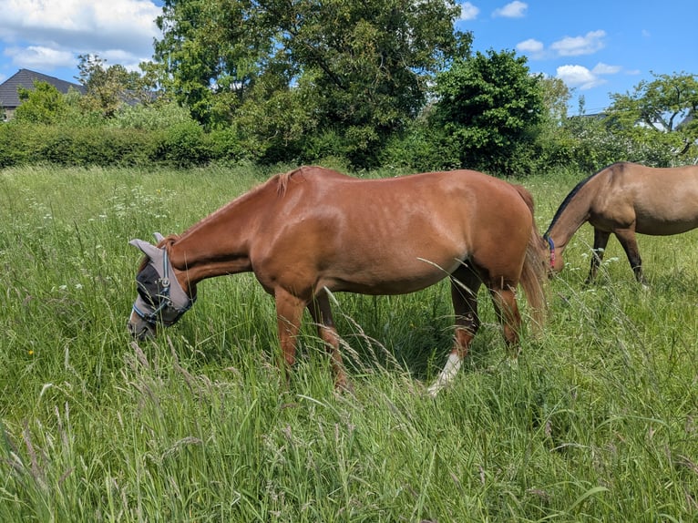 Belgian Riding Pony Mare 7 years 13,3 hh Chestnut-Red in Zülpich