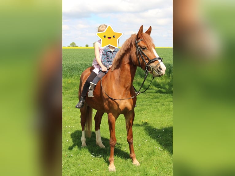 Belgian Riding Pony Mare 7 years 13,3 hh Chestnut-Red in Zülpich
